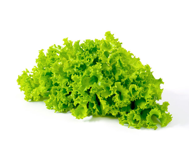 鲜绿的生菜图片下载