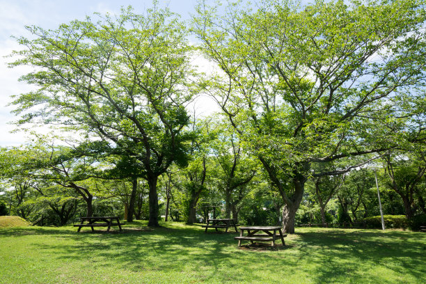 下午在公园图片下载