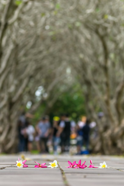 鸡蛋花在道路上的照片模糊了树的背景图片下载