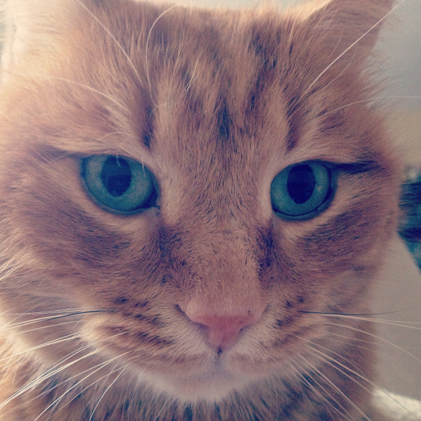 Blu-eyed猫图片下载