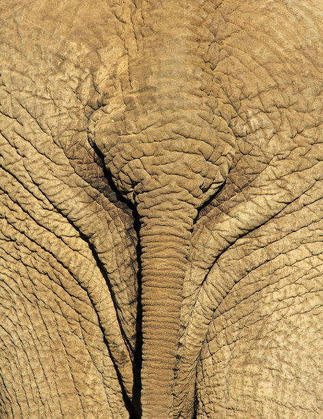 大象的屁股图片下载