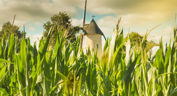 绿玉米芯后面藏着古老的风车图片下载