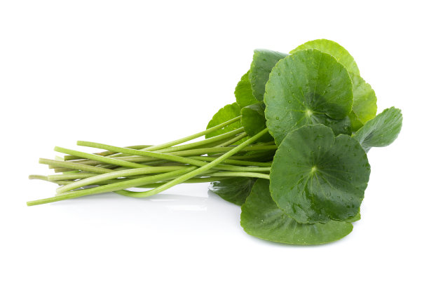 在白色的背景上孤立的亚洲的叶子葛图科拉的特写，一种亚洲的一种叶素材图片