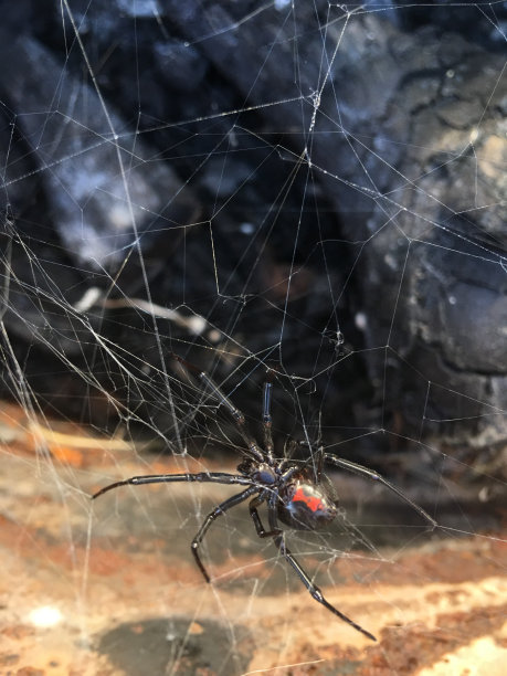 黑寡妇蜘蛛图片下载