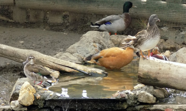 各种水鸟在观赏鸟类中繁殖素材图片
