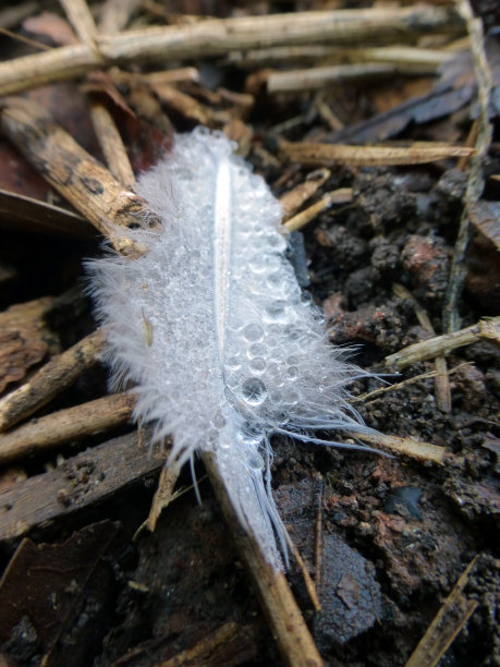 羽毛的露珠图片下载