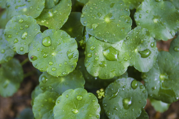 积雪草照片素材专题