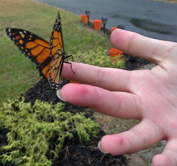 帝王蝶纽约图片下载