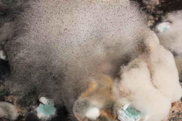 特写镜头厚模图片下载