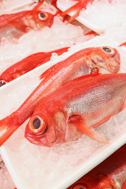 红鲷鱼图片下载