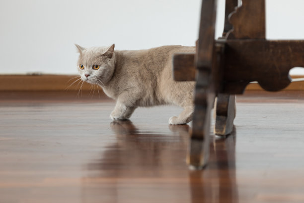 家养的英国短毛猫图片下载