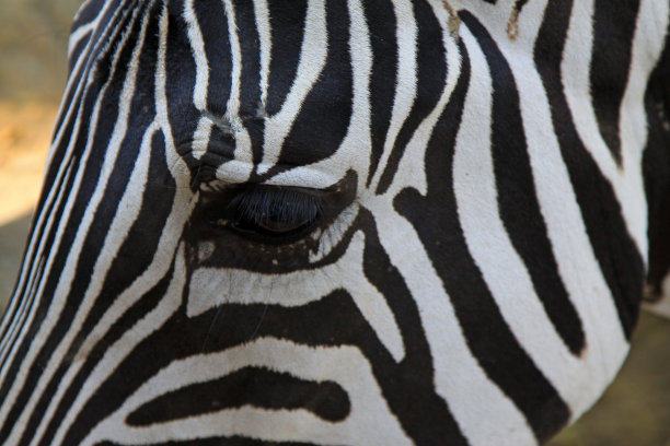 可爱的北京斑马素材图片