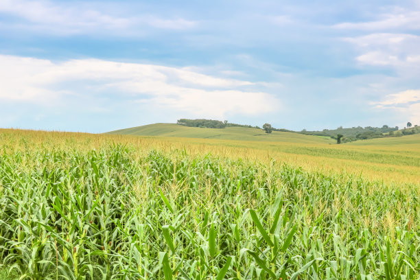 广阔的玉米地和天空图片下载