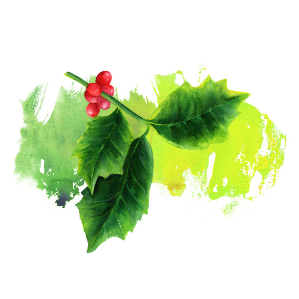 水彩圣诞冬青树笔触素材图片下载