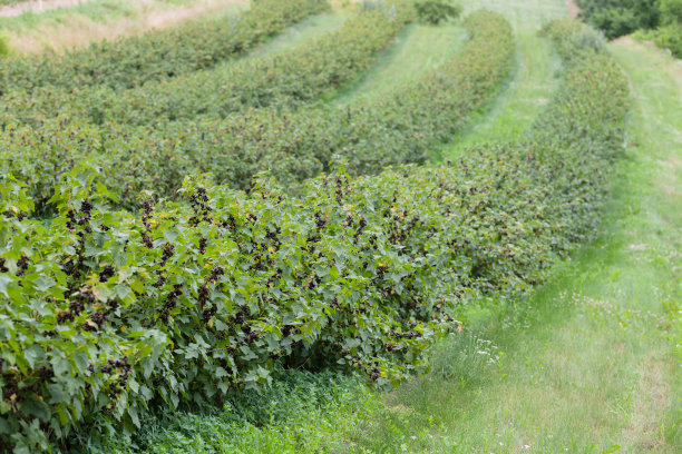 黑加仑子植物。素材图片