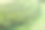 黑加仑子植物。素材图片