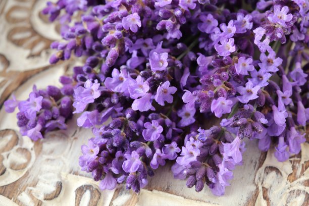 薰衣草。图片下载