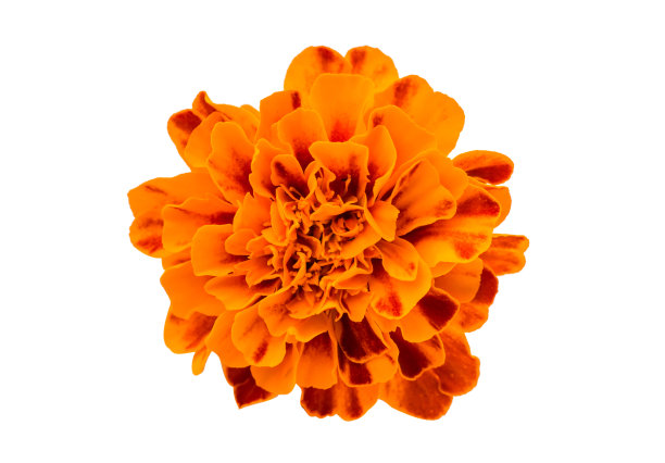 金盏花图片下载