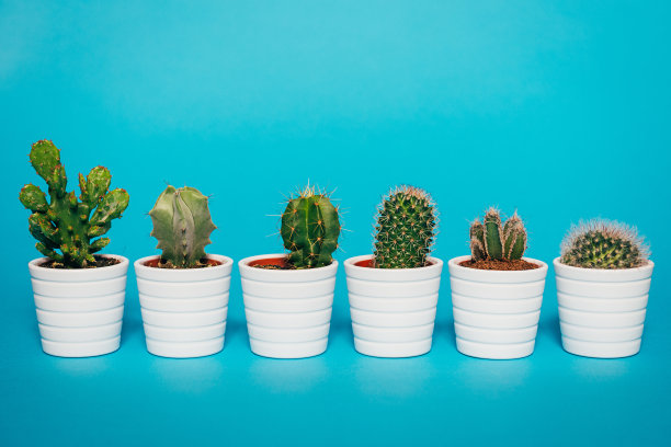 刺的大小、顺序和长度很重要素材图片