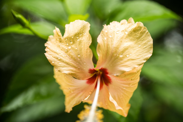热带花木槿图片下载