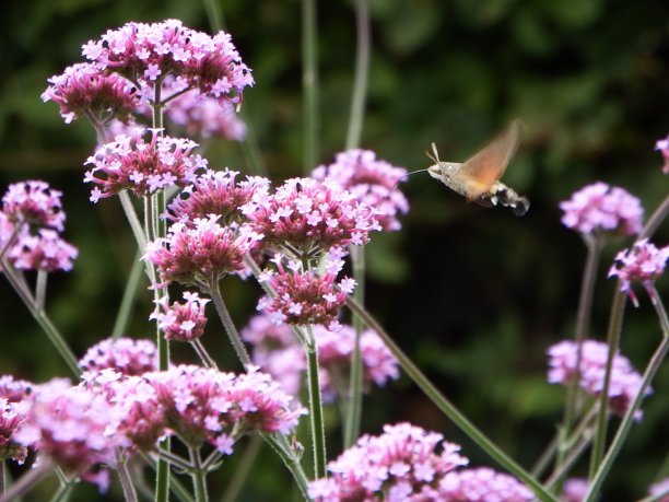 蜂鸟蛾图片下载