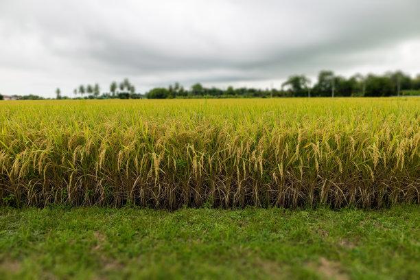 稻田图片下载