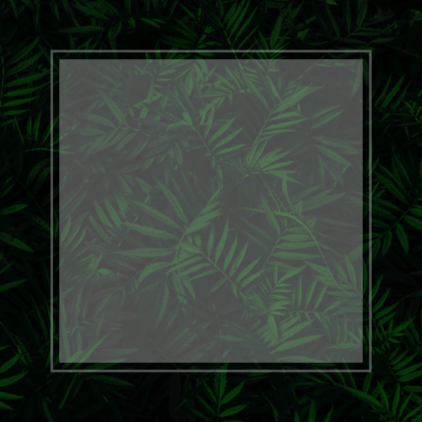 抽象框架上的绿叶墙背景图片下载