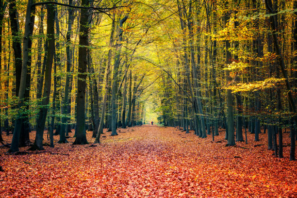 秋林小径图片下载