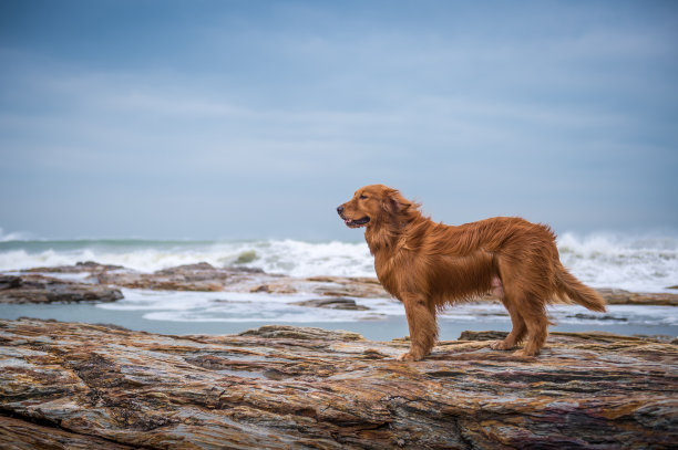 海滩上的金毛寻回犬图片下载