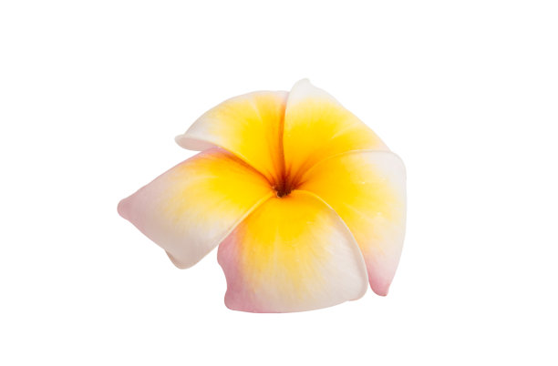 鸡蛋花花孤立图片下载