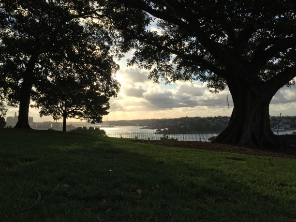 磨坊主公园悉尼图片下载