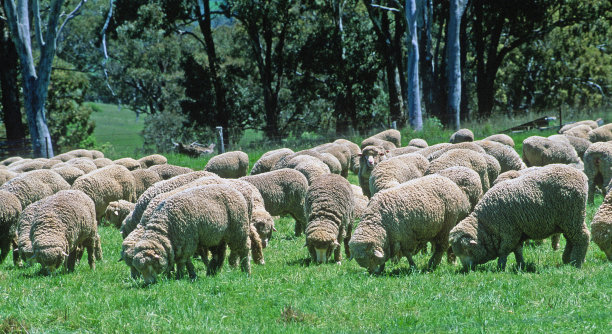 美利奴羊毛羊，一群美利奴羊在吃草。图片下载