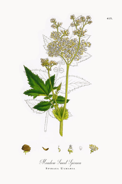 草地甜绣线菊，绣线菊乌尔玛利亚，维多利亚植物学插图，1863年图片下载