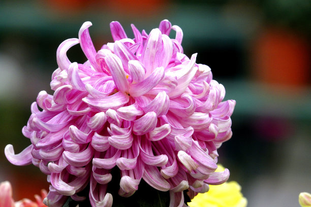 美丽的菊花素材图片