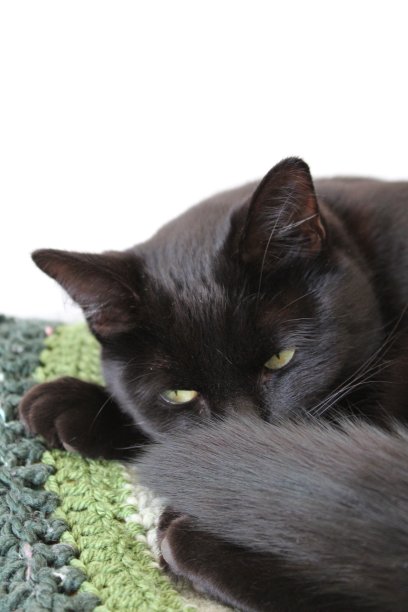 疲惫或神秘的黑猫图片下载