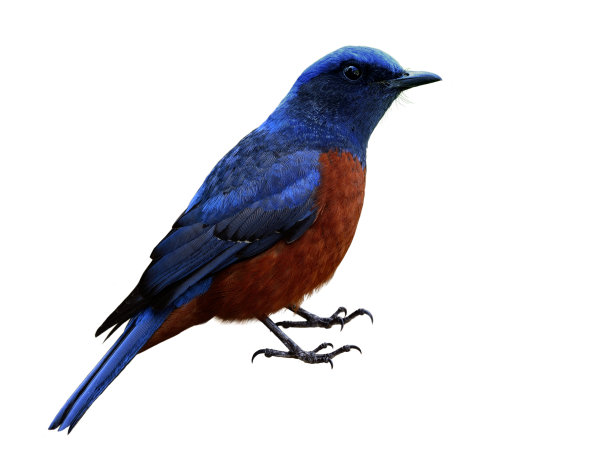 雄性栗腹岩画眉(Monticola rufiventris)，美丽的蓝色鸟，红色的肚子孤立在白色的背景细节从头到脚，着迷的生物图片下载