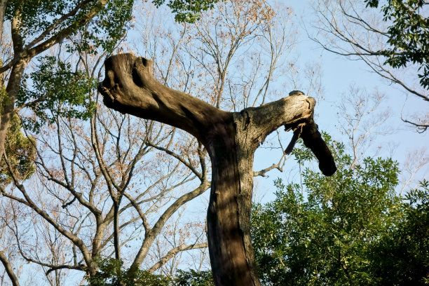 树对象图片下载