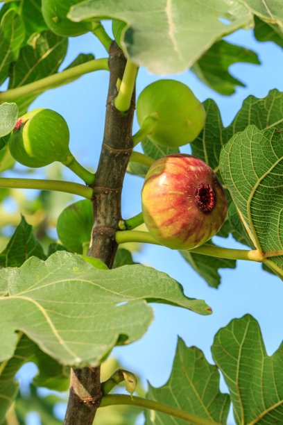 无花果树上的新鲜无花果成熟了图片下载