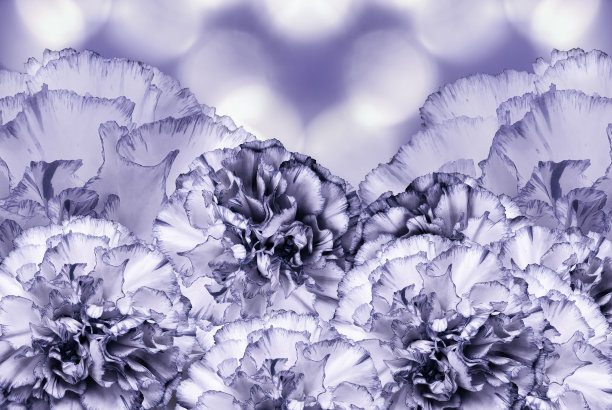 花紫罗兰白色美丽的背景。花组成。贺卡的节日与康乃馨鲜花。大自然。图片下载