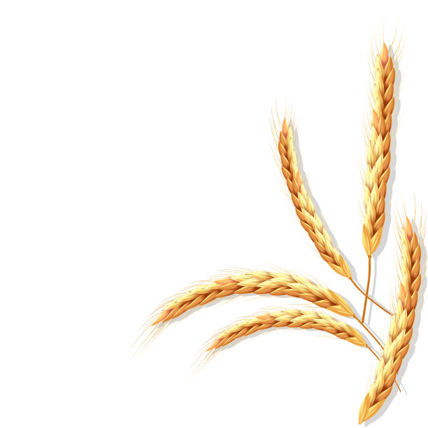 向量套小麦或黑麦穗。网现实一些图片下载