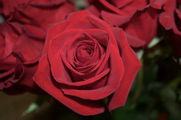 美丽的玫瑰图片下载