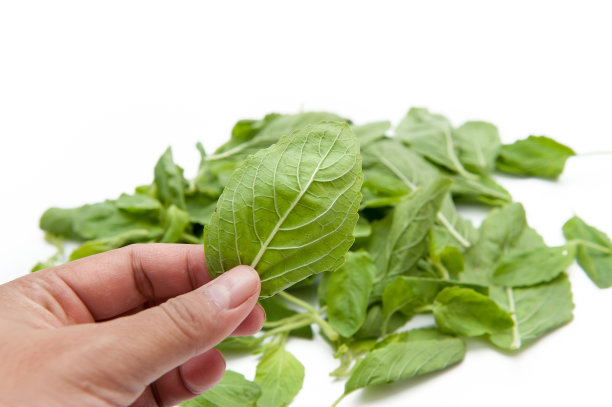 罗勒属圣所图片下载