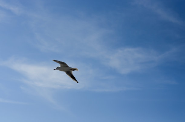 飞翔的海鸥图片下载