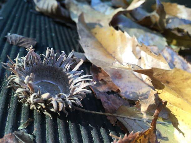 橡子的痕迹图片下载