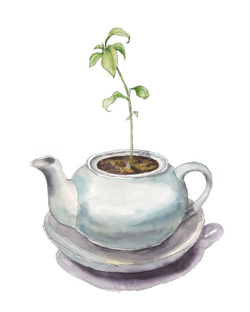 类圆形茶壶中生长着嫩绿芽图片下载