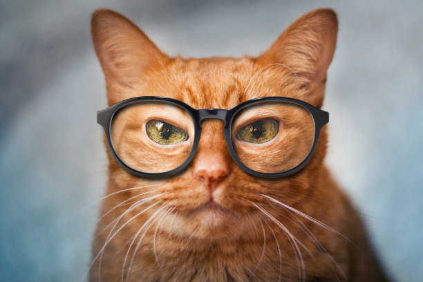 老聪明的红猫像科学家一样戴着眼镜，嘴对着一只红猫特写，情绪对宠物，选择性聚焦图片下载