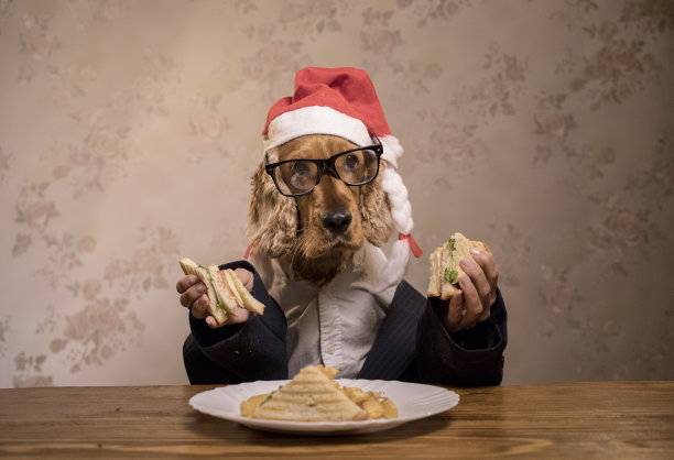 狗用手吃东西图片下载