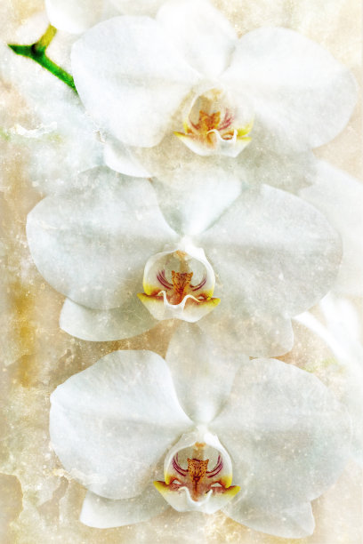 一束白色兰花。图片下载