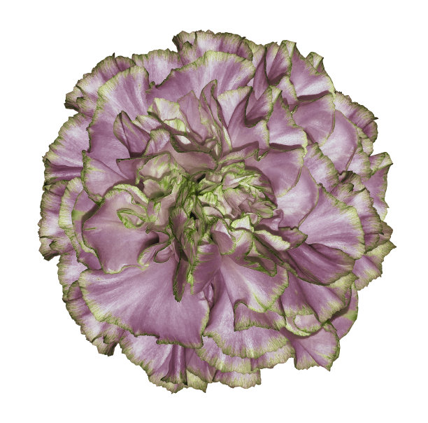 花粉红绿色康乃馨在一个白色孤立的背景与修剪路径。特写镜头。没有阴影。为设计。大自然。图片下载