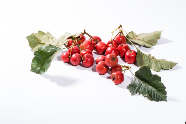 山楂摄影图片。图片下载